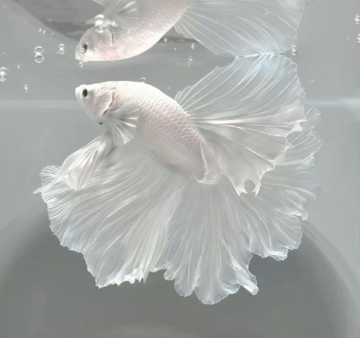 a white betta fish