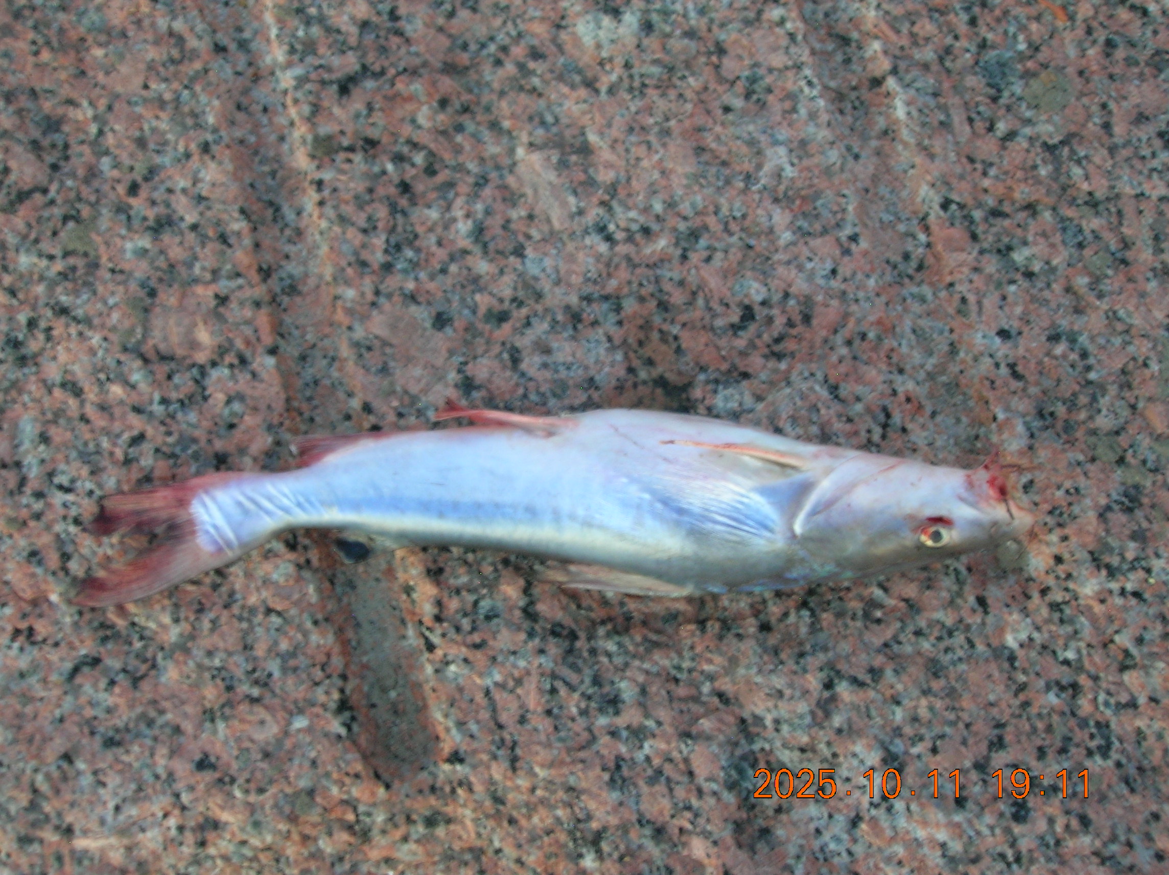 a dead fish
