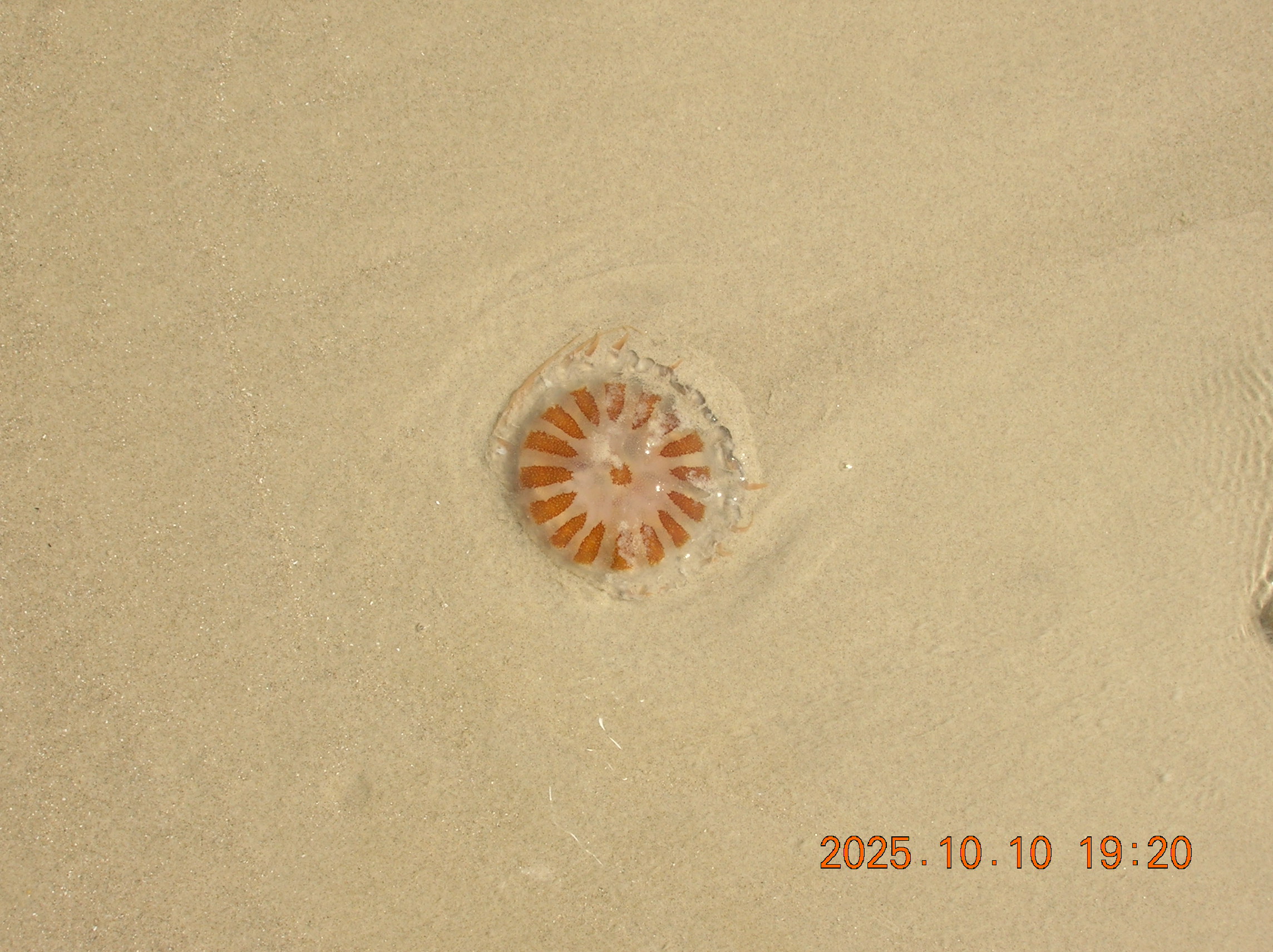 a jellyfish with stripes