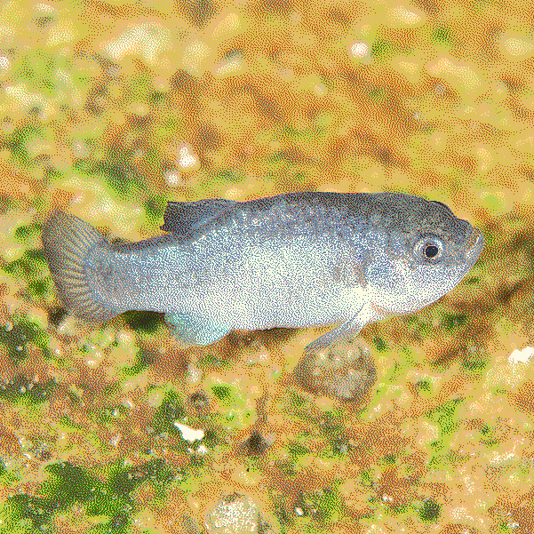 a photo of the devil hole pupfish